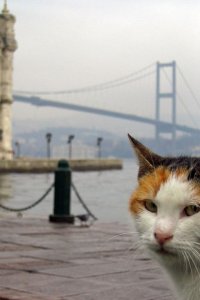 Воспоминания о Стамбуле турецкий сериал